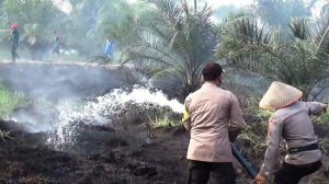 Karhutla, Kebun Sawit Seluas 5 Hektare di Muntialo Ludes Terbakar 