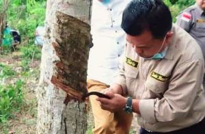 Haris - Sani Siapkan Dana Besar Untuk Petani Karet dan Sawit