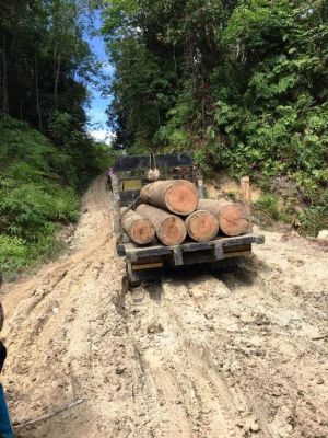 Warsi: Hutan Jambi Tinggal 800 Ribu Ha, Nyaris Tinggal di Kawasan Konservasi dan Lindung