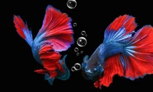 Moncernya Bisnis Ikan Cupang, Bocah SMP Bisa Raup Ratusan Juta Rupiah