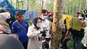 Ajari Mensos Risma Nyadap Karet, Edi Purwanto: Ini Pekerjaan Saya Waktu SMP