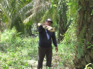 Sosok Wakil BPD Sungai Terap Berikan Pohon Pelangasnya Untuk Pengeras Jalan