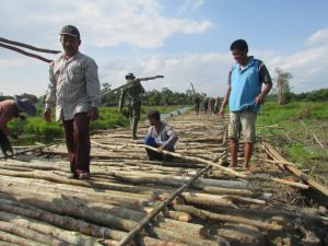 Pembukaan Jalan Baru, Barisan Kayu Ini Dibuat Untuk Taklukkan Lahan Gambut