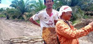 Gotong Royong dengan Satgas, Warga Ini Dapat Sarang Lebah Berisi Banyak Madu