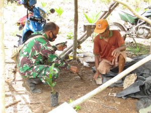 Di Tengah Jalankan Program TMMD, Kapten Inf Rilman Belajar Tanam Pinang