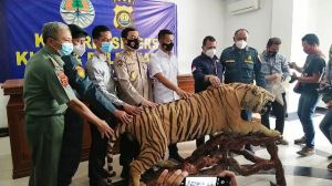 Gakkum KLHK dan Polda Jambi tangkap Penjual Opsetan Harimau Sumatera