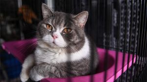 Tak Bisa Seenaknya Membeli Kucing, Ada Hukum Jual Beli Kucing