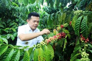 Bupati: Kopi Robusta Merangin Miliki Sertifikat IG, Tak Bisa Lagi Diklaim Kopi Daerah Lain