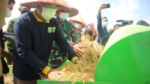 Bupati Tersenyum Panen Padi di Desa Pembengis