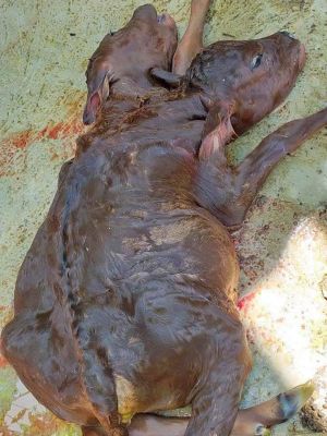 Heboh...Ada Sapi Berkepala Dua Di Pamenang