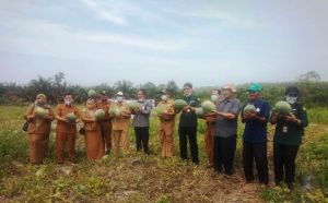 Panen Perdana PDRP di Jaluko Dapat Rp31,5 Juta, Kapus BKP Kementan Harap Pendapatan Petani Meningkat