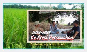 VIDEO : Jalan-Jalan ke Areal Persawahan di Seberang Kota Jambi