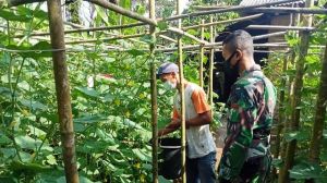 Panen Perdana Timun Satgas TMMD di Desa Bukit Beringin Bantu Orang Tua Asuh