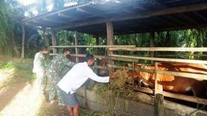 Peduli dengan Warga Sekitar, Satgas TMMD Kodim Sarko di Desa Bukit Beringin Berikan Pakan Sapi