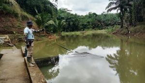 Embung Desa Bukit Beringin Dimanfaatkan Untuk Budidaya Ikan Gurami