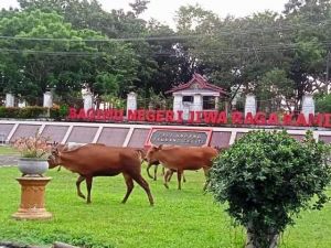 Kawanan Sapi Masuk Kantor Bupati Merangin Viral