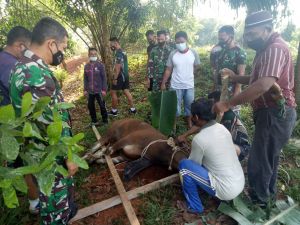 Dandim Qurbankan Satu Ekor Sapi di Markas Kodim 0420/Sarko