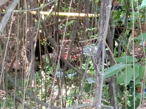 Heboh.. Penemuan Mayat Di Pinggir Jalan Simpang Kawat Kota Jambi