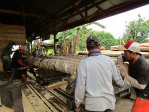 Pantau Peredaran dan Legalitas Kayu Secara Online