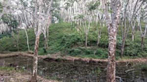 Pelaku Pembunuhan Plt Kepala BPBD Sebut Kebun Semak Tinggi, Ini Pengakuan Pekerja Lainnya