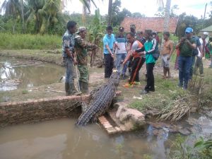 Sempat Bikin Resah, Dua Buaya Berukuran 3 Meter Berhasil Ditangkap