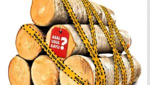 Gakkum KLHK: Berkas Lengkap, Cukong dan Kapten Kapal Kayu Illegal di  Sultra Segera Disidangkan