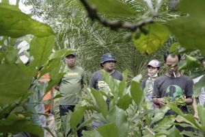 Kopi Telisak - Sepintun, Sarolangun Jadi Solusi Tanaman Masyarakat Dekat Hutan