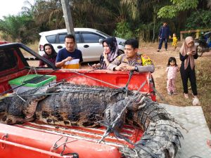 BKSDA Bersama Polsek Sungai Gelam Evakuasi Satu Ekor Buaya di Talang Kerinci
