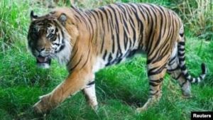 Lagi, Warga Merangin Diterkam Harimau, BKSDA Pasang Kamera Pemantau
