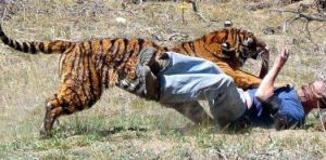 Saat Cari Sinyal HP, Pemuda di Merangin Tewas Diterkam Harimau