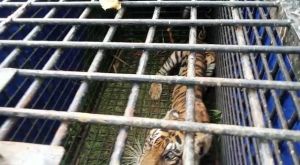 Bupati Merangin Mashuri Apresiasi Keberhasilan Tim Gabungan Tangkap Harimau