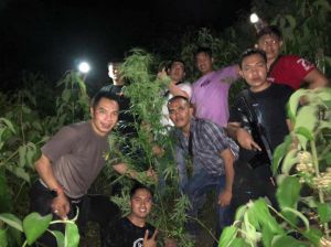 Polres Kerinci Temukan 1 HA Ladang Ganja, Seorang Wanita Diduga Pemilik Diamankan