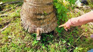 Beli Lontong, Dua Pemuda Rantau Panjang Bentrok Gunakan Sajam