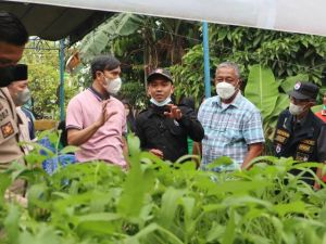 Jawab Aspirasi Anak Muda, Ketua DPRD Edi Ikut Panen Sayuran Hidroponik