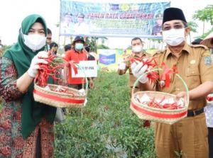 Bupati Tanjabbar Gembira Panen Raya Cabai Merah di Lubuk Terentang