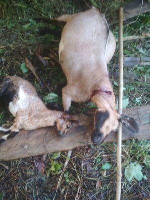 Ternak di Tran Nalo Merangin Disebut Diterkam Harimau, Warga Ketakutan Keluar Rumah