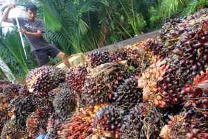 Petani Sawit Apresiasi Presiden Jokowi Cabut Larangan Ekspor CPO