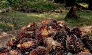 Harga TBS Sawit Periode 8-14 Juli Masih Turun