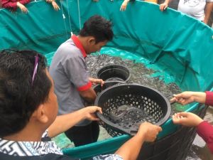 Pertamina Patra Niaga Sumbagsel Bangkitkan Ekonomi Lewat Kampung Lele Eka Jaya