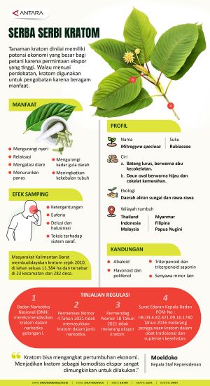 Infografis : Serba Serbi Kratom