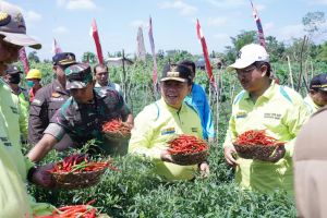 Gubernur Jambi Apresiasi Panen Cabai Merah di Tengah Kenaikan BBM