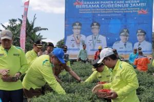 Bupati Bersama Gubernur Laksanakan Gerakan Panen Cabai Merah Kelompok Tani 