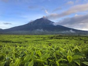 Sejarah Perkembangan Perkebunan Teh Kayu Aro di Kerinci Tahun 1925-1959