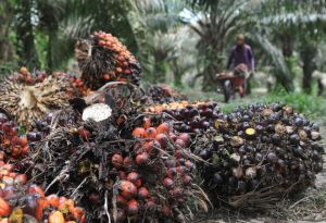 Harga TBS Naik Rp2.548 Perkilogram 