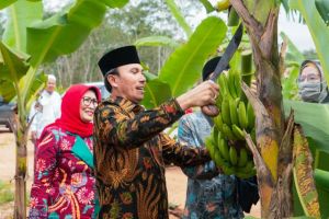 Edi Purwanto Panen Pisang Canvendish Bersama Anggota Komisi V DPR RI di Ponpes Irsyadul 'Ibad