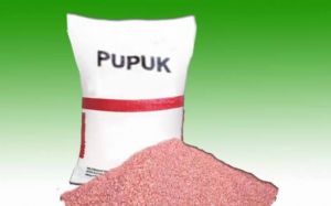 Ada Kuota 900 Hektaar Lebih untuk Dapat Pupuk Gratis Bagi Petani Sawit Swadaya