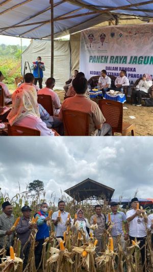 Wujudkan Ketahanan Pangan, Kelompok Tani Binaan SKK Migas - Pertamina EP Jambi Field Gelar Panen Ray