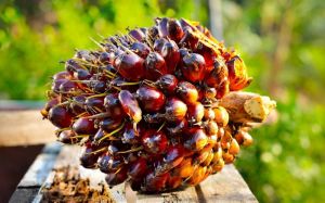 Harga Kelapa Sawit di Jambi Terus Turun