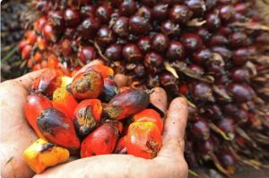 Harga TBS Kelapa Sawit di Jambi Merangkak Naik