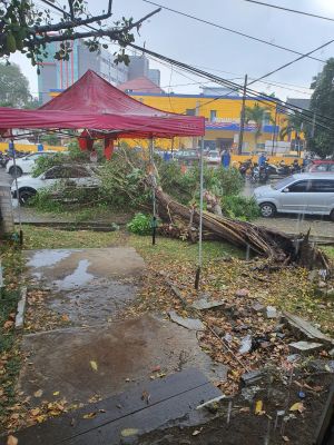 Satu Unit Mobil Ditimpa Pohon Tumbang Depan RSUD Raden Mattaher Jambi 